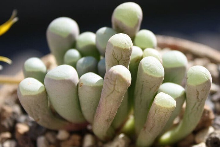 Baby Toes Succulent