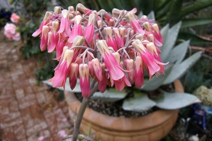 Does Mother Of Thousands Have Flowers?
