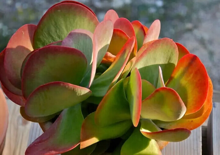 Kalanchoe Thyrsiflora