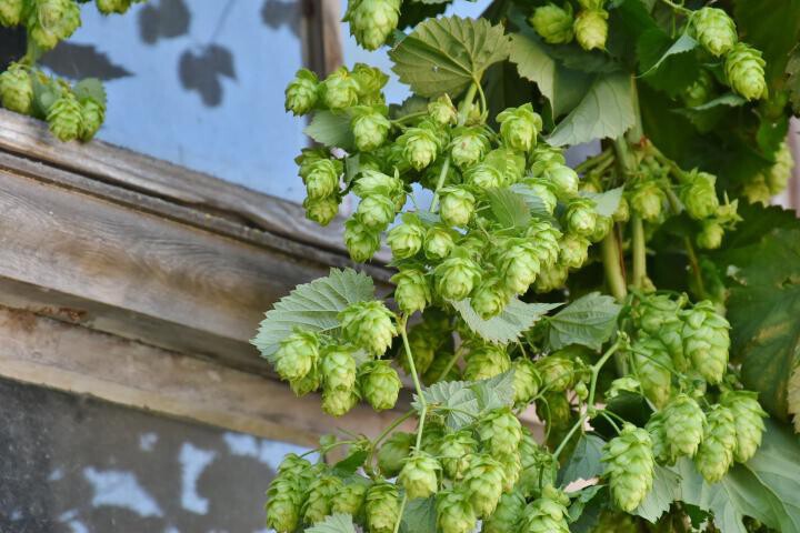 Hops on the bine