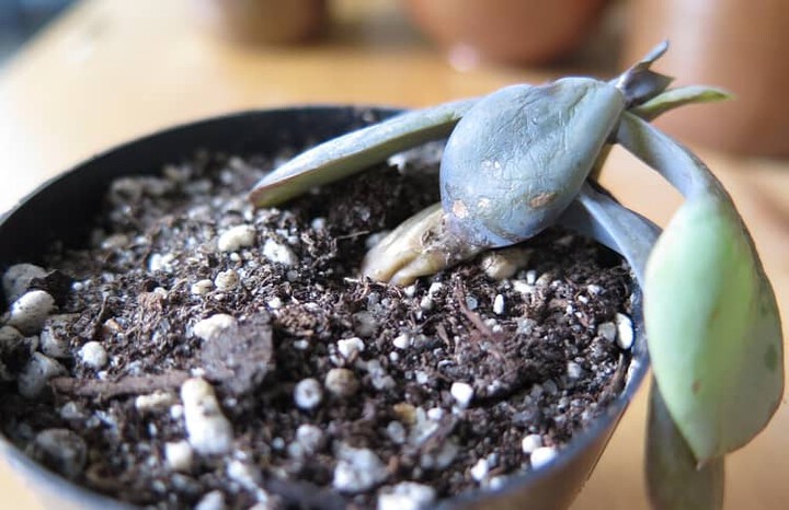 dying succulent due to overwatering