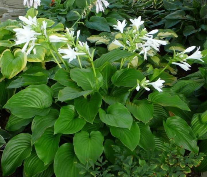 plantaginea-hosta_0.jpg